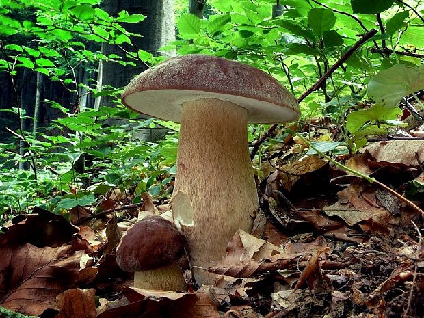 hríb dubový Boletus reticulatus Schaeff.