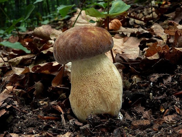 hríb dubový Boletus reticulatus Schaeff.