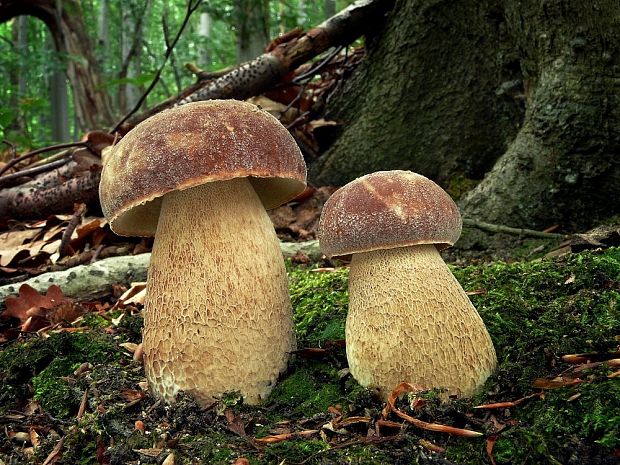 hríb dubový Boletus reticulatus Schaeff.