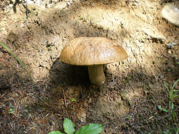 hríb dubový Boletus reticulatus Schaeff.