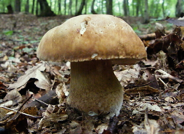 hríb dubový Boletus reticulatus Schaeff.