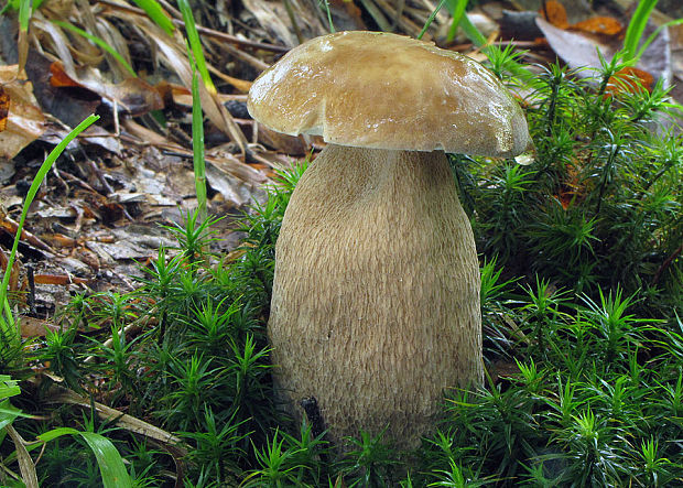 hríb dubový Boletus reticulatus Schaeff.