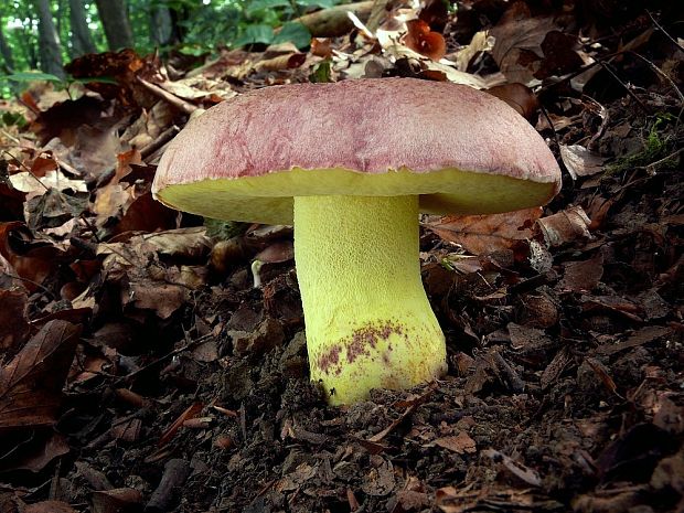 hríb kráľovský Butyriboletus regius (Krombh.) D. Arora & J.L. Frank