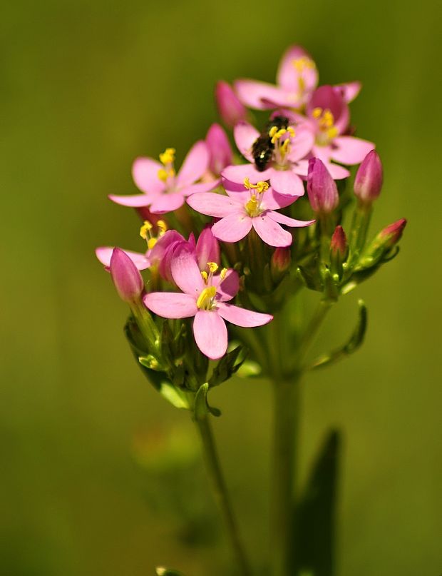 zemežlč menšia Centaurium erythraea Rafn