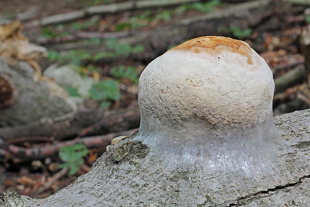 práchnovec kopytovitý Fomes fomentarius (L.) J.J. Kickx