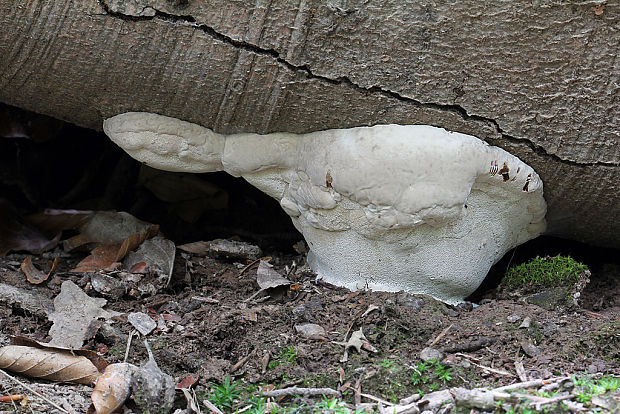 práchnovec kopytovitý Fomes fomentarius (L.) J.J. Kickx