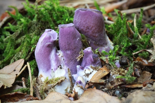 lievikovec kyjakovitý Gomphus clavatus (Pers.) Gray