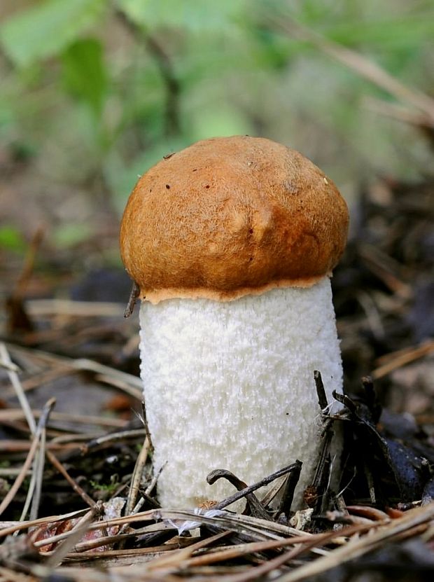 kozák osikový Leccinum albostipitatum den Bakker & Noordel.