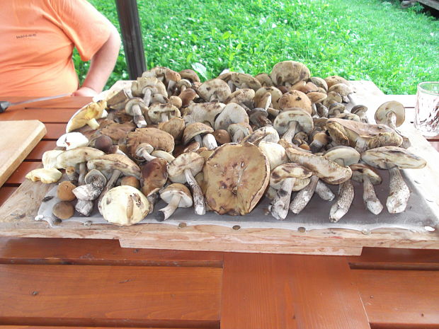 kozák hrabový Leccinum pseudoscabrum (Kallenb.) Šutara