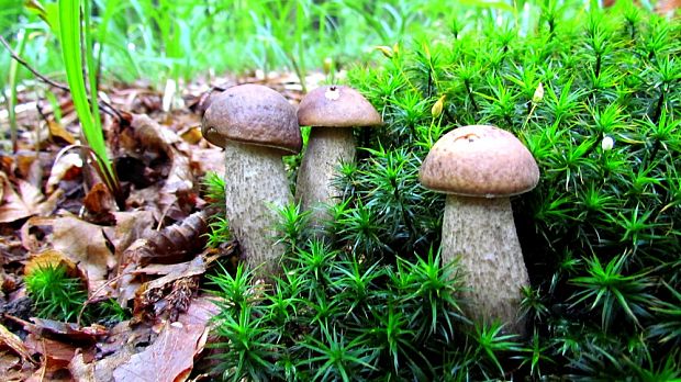 kozák hrabový Leccinum pseudoscabrum (Kallenb.) Šutara