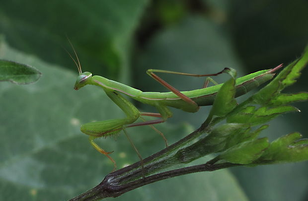 modlivka zelená Mantis religiosa