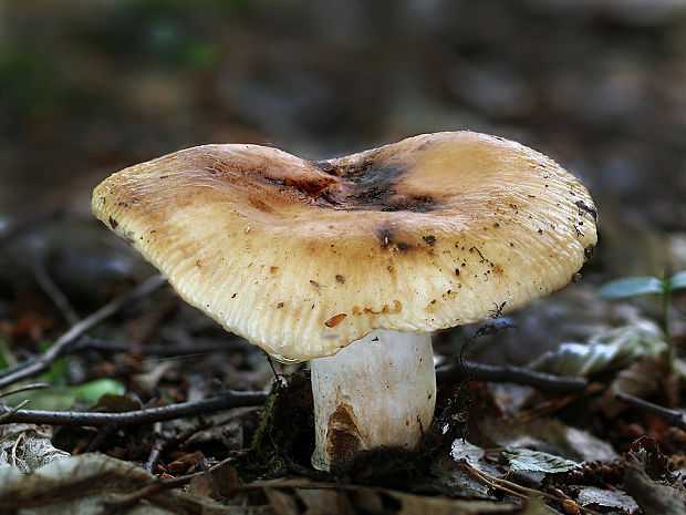 plávka horkomandľová Russula grata Britzelm.