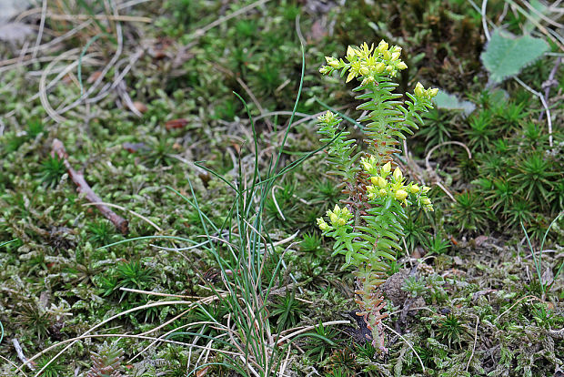 rozchodník Sedum sp.