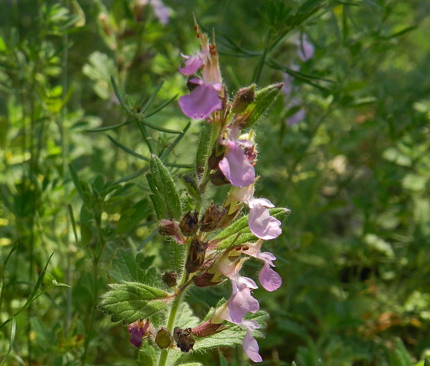 hrdobarka Teucrium sp.