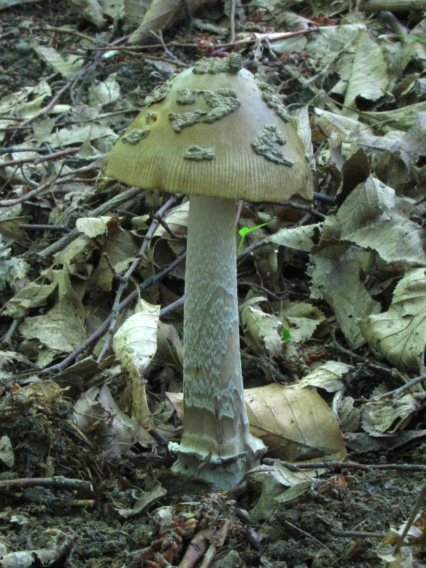 muchotrávka chrastavá Amanita ceciliae (Berk. & Broome) Bas