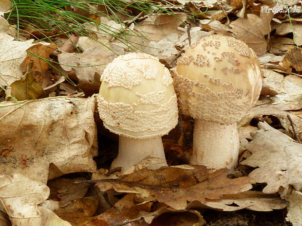 muchotrávka červenkastá Amanita rubescens Pers.