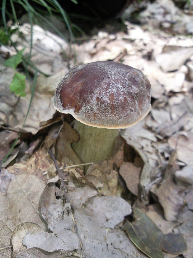 hríb bronzový Boletus aereus Bull. ex Fr.