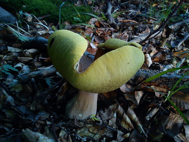 hríb dubový Boletus reticulatus Schaeff.