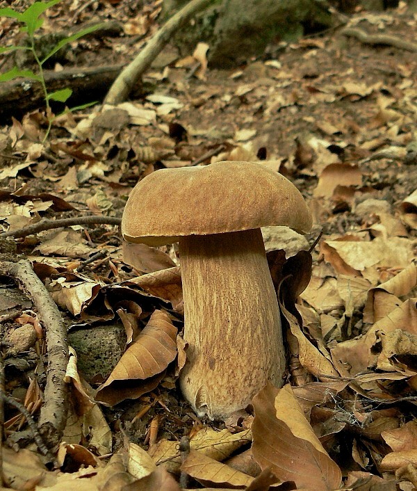 hríb dubový Boletus reticulatus Schaeff.