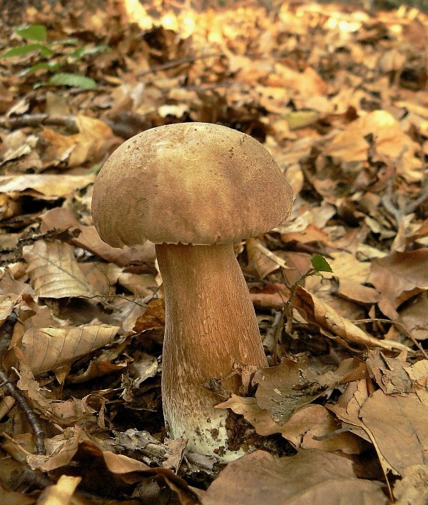 hríb dubový Boletus reticulatus Schaeff.