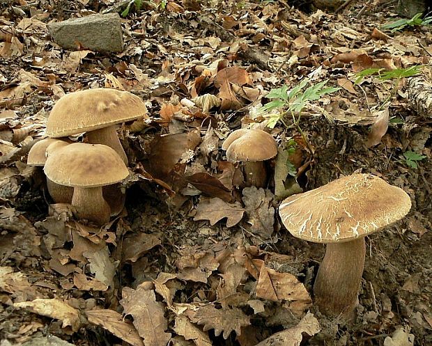 hríb dubový Boletus reticulatus Schaeff.