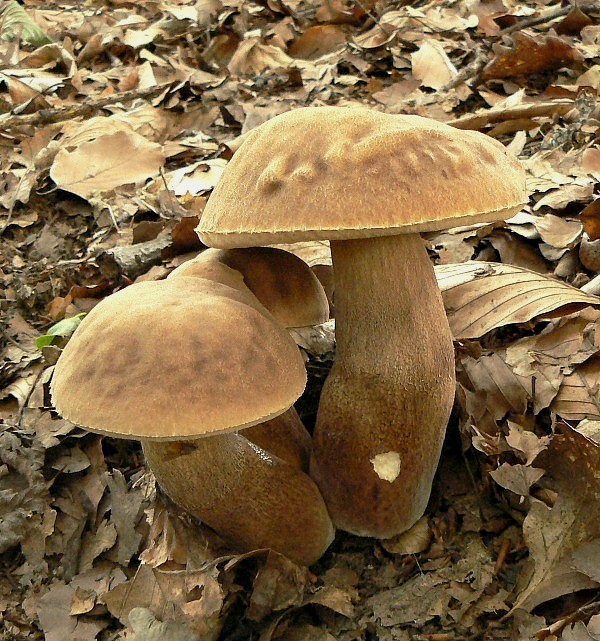 hríb dubový Boletus reticulatus Schaeff.