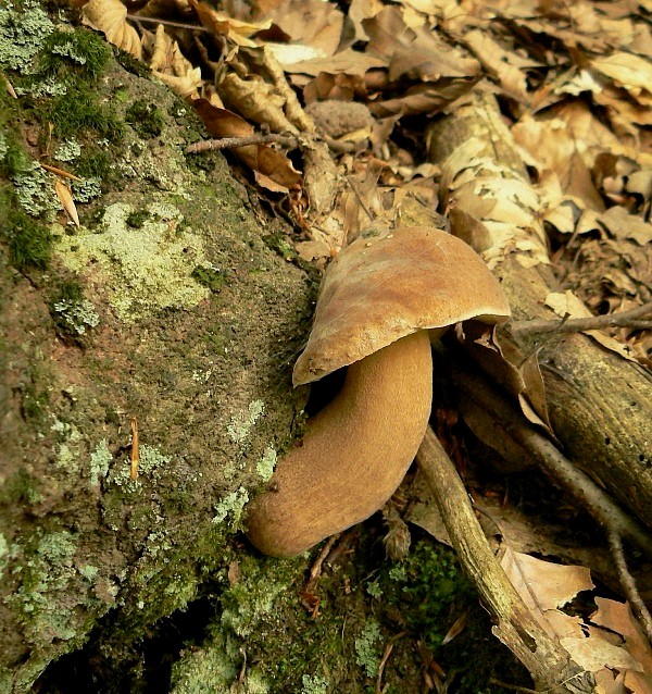 hríb dubový Boletus reticulatus Schaeff.