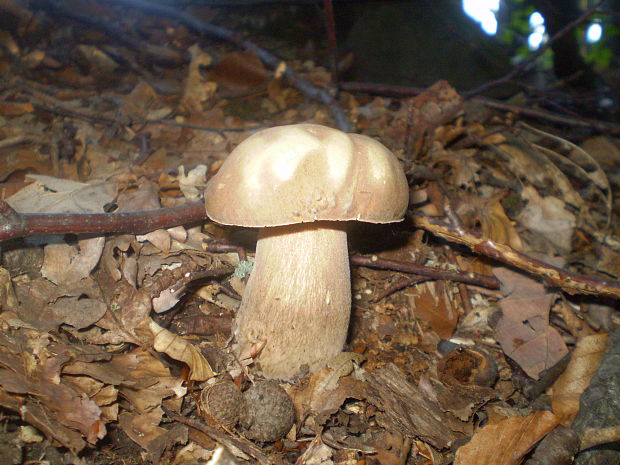 hríb dubový Boletus reticulatus Schaeff.