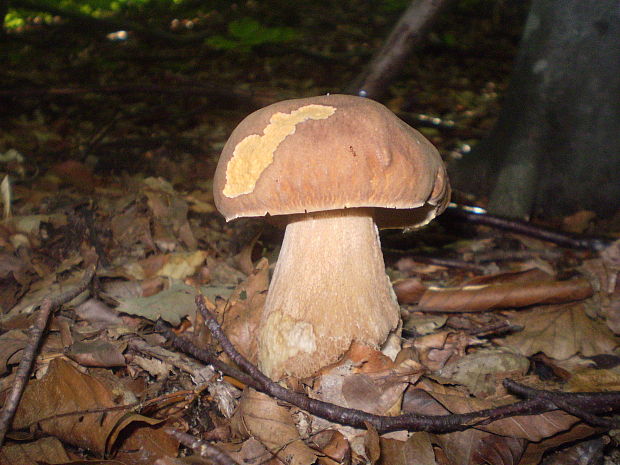 hríb dubový Boletus reticulatus Schaeff.