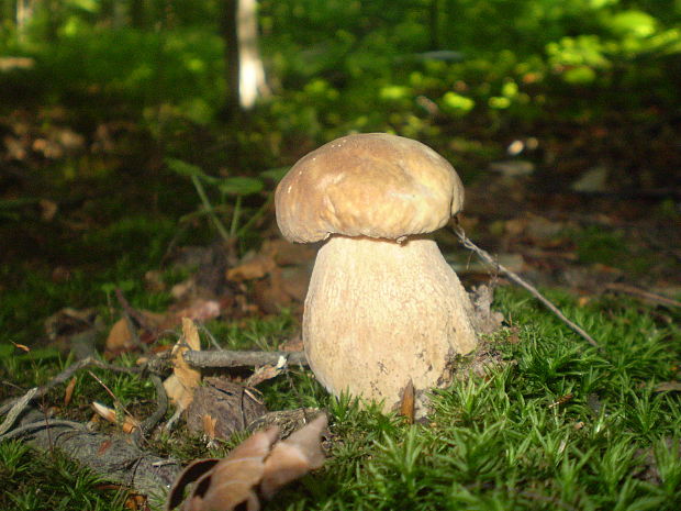 hríb dubový Boletus reticulatus Schaeff.