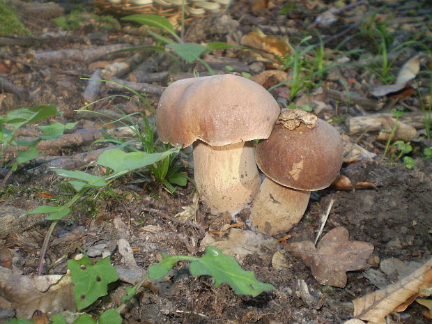 hríb dubový Boletus reticulatus Schaeff.