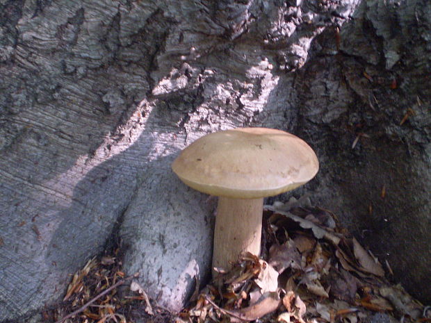 hríb dubový Boletus reticulatus Schaeff.