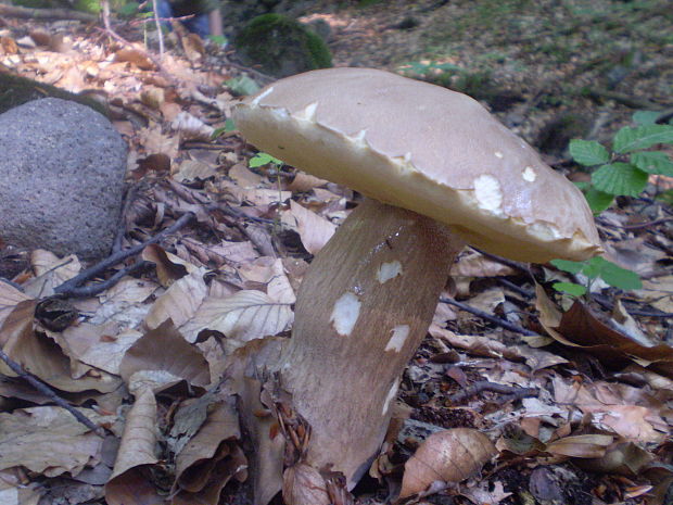 hríb dubový Boletus reticulatus Schaeff.