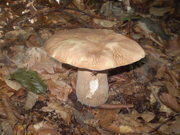 hríb dubový Boletus reticulatus Schaeff.