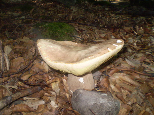 hríb dubový Boletus reticulatus Schaeff.