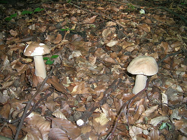 hríb dubový Boletus reticulatus Schaeff.