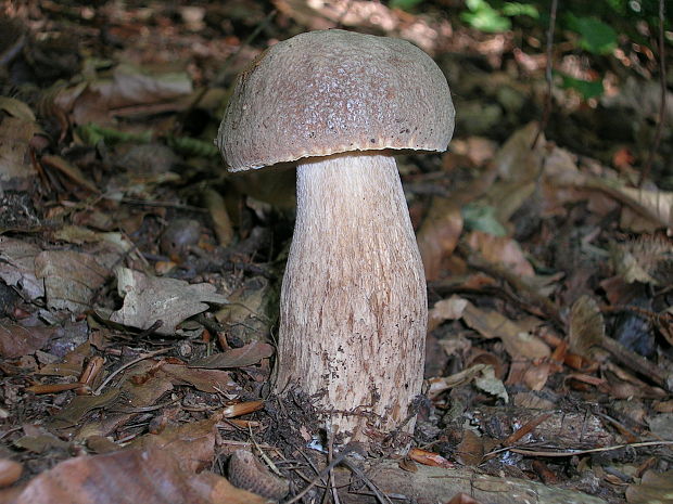 hríb dubový Boletus reticulatus Schaeff.