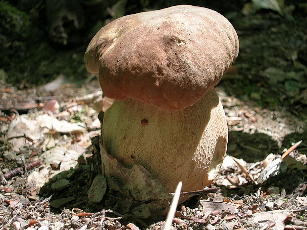 hríb dubový Boletus reticulatus Schaeff.