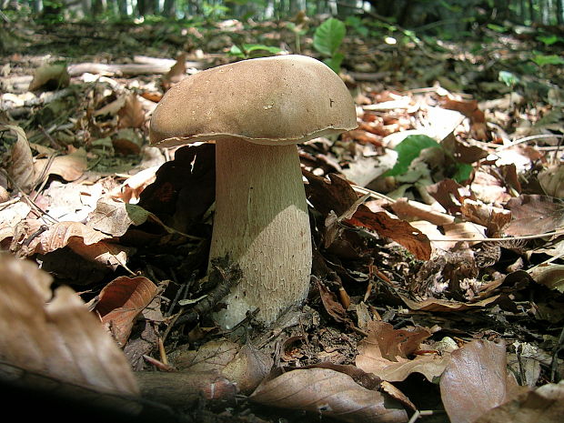 hríb dubový Boletus reticulatus Schaeff.