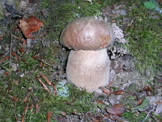 hríb dubový Boletus reticulatus Schaeff.