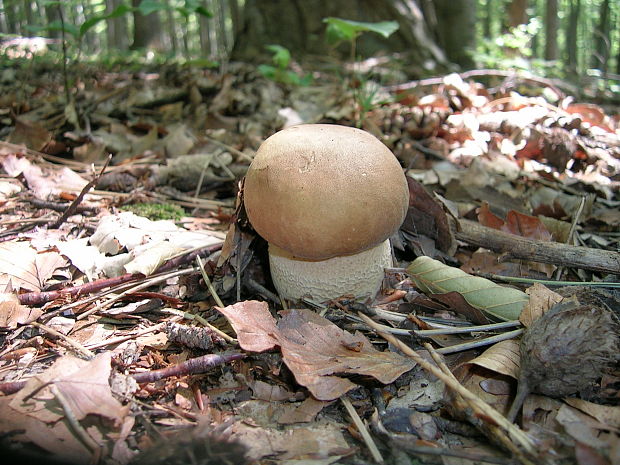 hríb dubový Boletus reticulatus Schaeff.