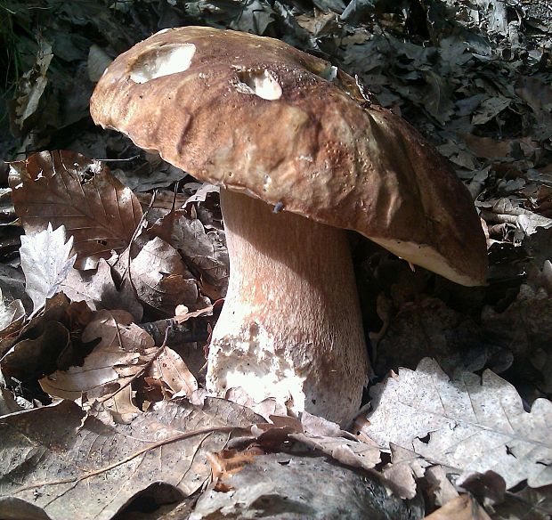 hríb dubový Boletus reticulatus Schaeff.