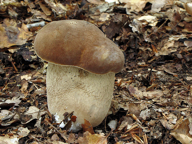 hríb dubový Boletus reticulatus Schaeff.