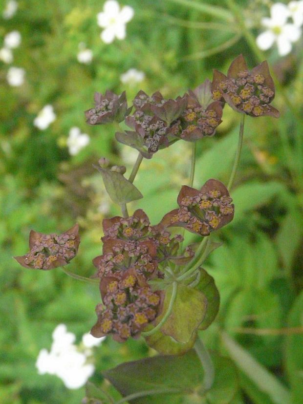 prerastlík dlholistý fialový  Bupleurum longifolium subsp. vapincense (Vill.) Todor