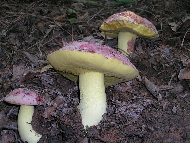 hríb kráľovský Butyriboletus regius (Krombh.) D. Arora & J.L. Frank