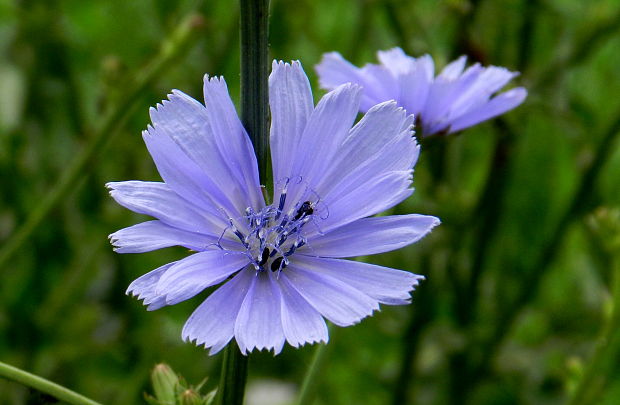 čakanka obyčajná Cichorium intybus L.