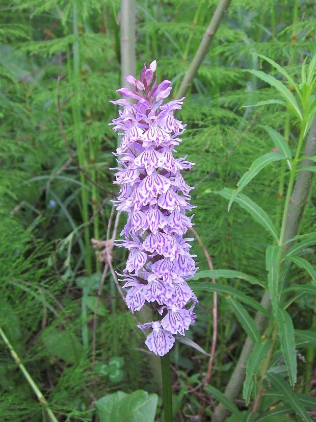 vstavačovec fuchsov pravý Dactylorhiza fuchsii subsp. fuchsii (Druce) Soó