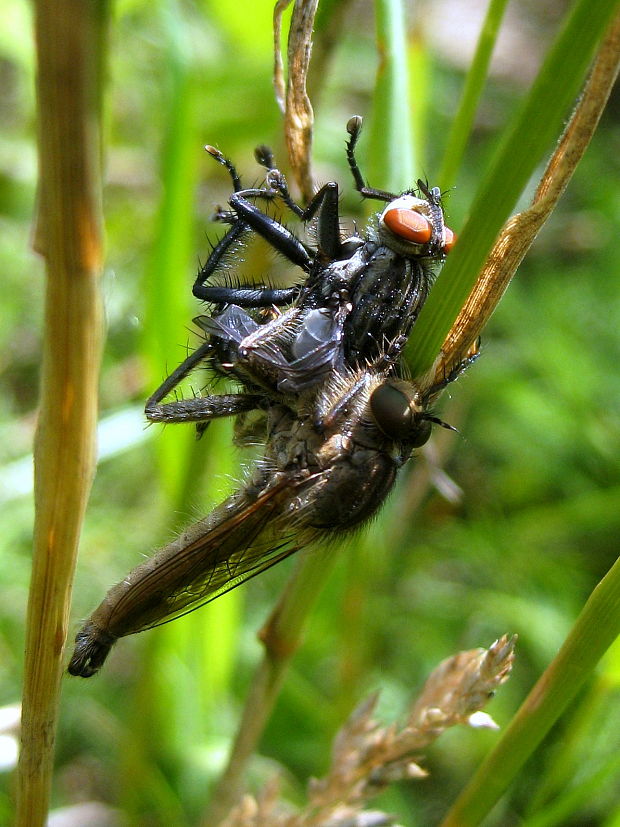 muchárka  Eutolmus rufibarbis