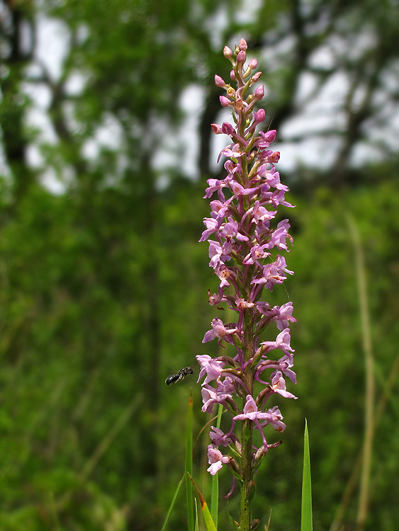 päťprstnica obyčajná Gymnadenia conopsea (L.) R. Br.