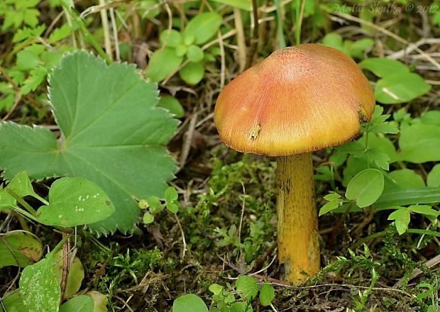 lúčnica kužeľovitá Hygrocybe conica (Schaeff.) P. Kumm.